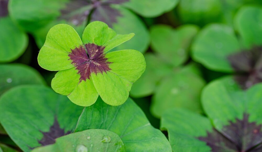 Patch of four leaf clovers. How to be luckier.