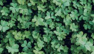 Patch of four leaf clovers. How to be luckier.