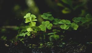 Four leaf clovers in a dark field. Is luck real?