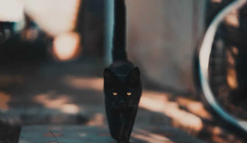 A black cat can be signs of bad luck.